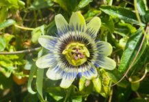 Polisaccaride dalla fermentazione di passiflora contro i danni fotoindotti dai raggi UVB Polisaccaride dalla fermentazione di passiflora contro i danni fotoindotti dai raggi UVB