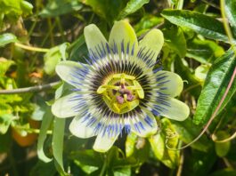 Polisaccaride dalla fermentazione di passiflora contro i danni fotoindotti dai raggi UVB Polisaccaride dalla fermentazione di passiflora contro i danni fotoindotti dai raggi UVB