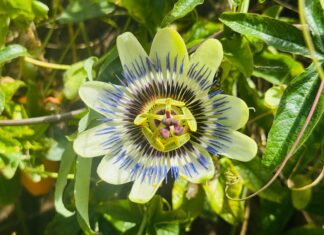 Polisaccaride dalla fermentazione di passiflora contro i danni fotoindotti dai raggi UVB Polisaccaride dalla fermentazione di passiflora contro i danni fotoindotti dai raggi UVB