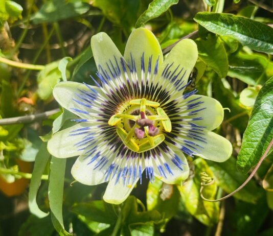 Polisaccaride dalla fermentazione di passiflora contro i danni fotoindotti dai raggi UVB Polisaccaride dalla fermentazione di passiflora contro i danni fotoindotti dai raggi UVB