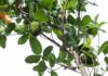 Artochalcone: attività anti-tirosinasi dai fiori dell’albero del pane Artochalcone: attività anti-tirosinasi dai fiori dell’albero del pane