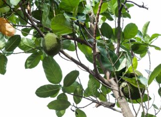 Artochalcone: attività anti-tirosinasi dai fiori dell’albero del pane Artochalcone: attività anti-tirosinasi dai fiori dell’albero del pane