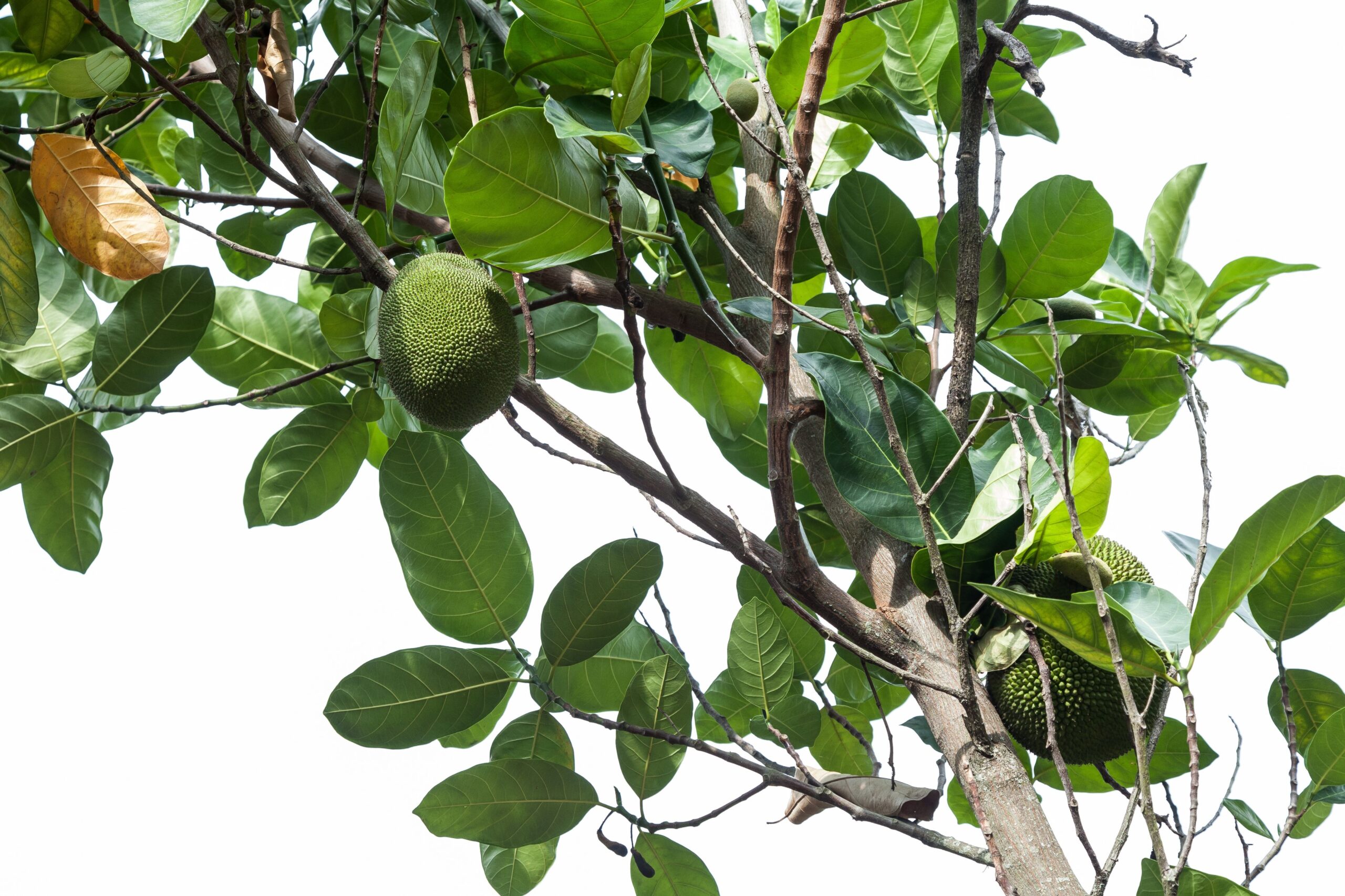 Artochalcone: attività anti-tirosinasi dai fiori dell’albero del pane Artochalcone: attività anti-tirosinasi dai fiori dell’albero del pane