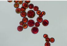 Stress termico attenuato tramite estratto di Haematococcus lacustris Stress termico attenuato tramite estratto di Haematococcus lacustris