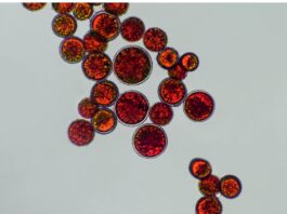 Stress termico attenuato tramite estratto di Haematococcus lacustris Stress termico attenuato tramite estratto di Haematococcus lacustris