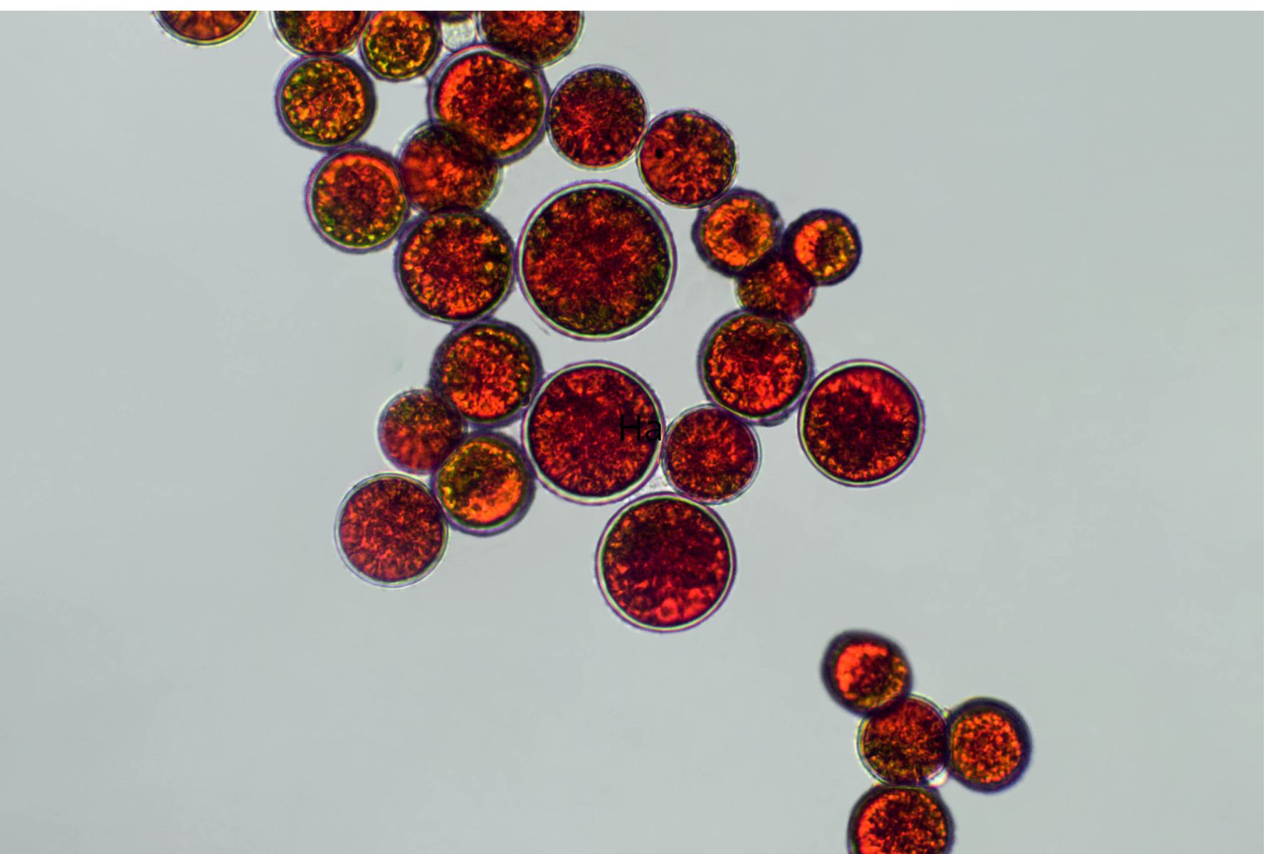 Stress termico attenuato tramite estratto di Haematococcus lacustris Stress termico attenuato tramite estratto di Haematococcus lacustris