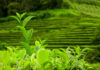 Polifenoli da estratti di tè matcha e yerba mate per applicazioni cosmetiche Polifenoli da estratti di tè matcha e yerba mate per applicazioni cosmetiche