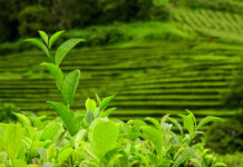Polifenoli da estratti di tè matcha e yerba mate per applicazioni cosmetiche Polifenoli da estratti di tè matcha e yerba mate per applicazioni cosmetiche