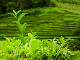 Polifenoli da estratti di tè matcha e yerba mate per applicazioni cosmetiche Polifenoli da estratti di tè matcha e yerba mate per applicazioni cosmetiche
