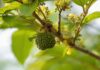 Estratti di corteccia di Guazuma ulmifolia e Cedrela fissilis per fondotinta in polvere Estratti di corteccia di Guazuma ulmifolia e Cedrela fissilis per fondotinta in polvere