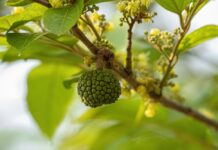 Estratti di corteccia di Guazuma ulmifolia e Cedrela fissilis per fondotinta in polvere Estratti di corteccia di Guazuma ulmifolia e Cedrela fissilis per fondotinta in polvere