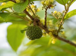 Estratti di corteccia di Guazuma ulmifolia e Cedrela fissilis per fondotinta in polvere Estratti di corteccia di Guazuma ulmifolia e Cedrela fissilis per fondotinta in polvere