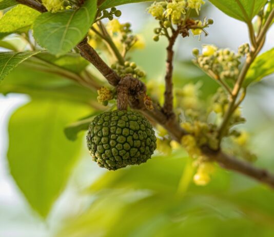 Estratti di corteccia di Guazuma ulmifolia e Cedrela fissilis per fondotinta in polvere Estratti di corteccia di Guazuma ulmifolia e Cedrela fissilis per fondotinta in polvere