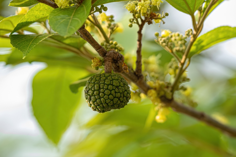 Estratti di corteccia di Guazuma ulmifolia e Cedrela fissilis per fondotinta in polvere Estratti di corteccia di Guazuma ulmifolia e Cedrela fissilis per fondotinta in polvere