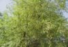 Estratti di Salix × fragilis per formulazioni fotoprotettive Estratti di Salix × fragilis per formulazioni fotoprotettive