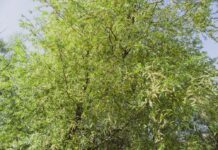 Estratti di Salix × fragilis per formulazioni fotoprotettive Estratti di Salix × fragilis per formulazioni fotoprotettive