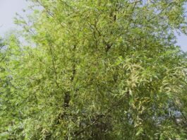 Estratti di Salix × fragilis per formulazioni fotoprotettive Estratti di Salix × fragilis per formulazioni fotoprotettive