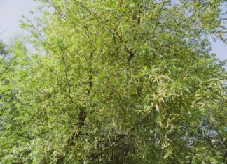 Estratti di Salix × fragilis per formulazioni fotoprotettive Estratti di Salix × fragilis per formulazioni fotoprotettive