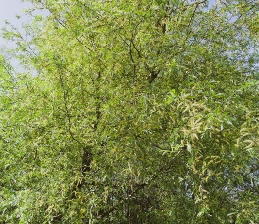 Estratti di Salix × fragilis per formulazioni fotoprotettive Estratti di Salix × fragilis per formulazioni fotoprotettive