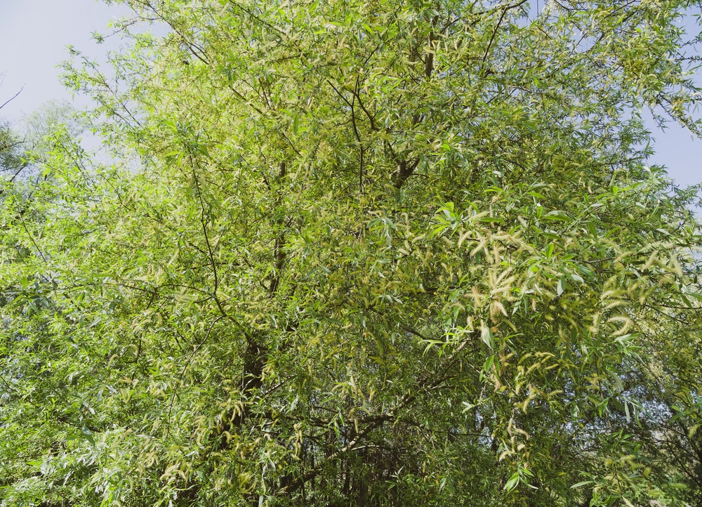 Estratti di Salix × fragilis per formulazioni fotoprotettive Estratti di Salix × fragilis per formulazioni fotoprotettive