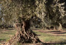 Olive Tree People: a Los Angeles il primo flagship store negli Stati Uniti Olive Tree People: a Los Angeles il primo flagship store negli Stati Uniti