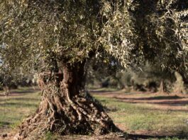 Olive Tree People: a Los Angeles il primo flagship store negli Stati Uniti Olive Tree People: a Los Angeles il primo flagship store negli Stati Uniti