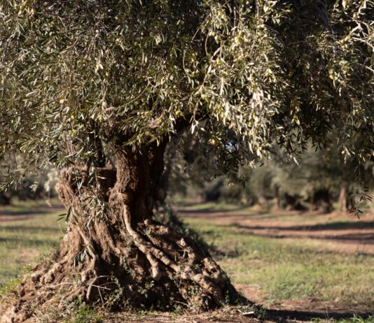 Olive Tree People: a Los Angeles il primo flagship store negli Stati Uniti Olive Tree People: a Los Angeles il primo flagship store negli Stati Uniti