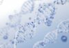 PDRN: biochimica comparativa, produzione biotecnologica e potenziale traslazionale PDRN: biochimica comparativa, produzione biotecnologica e potenziale traslazionale