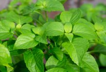 Estratti naturali antiage e depigmentanti per nutricosmetici Estratti naturali antiage e depigmentanti per nutricosmetici