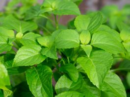 Estratti naturali antiage e depigmentanti per nutricosmetici Estratti naturali antiage e depigmentanti per nutricosmetici