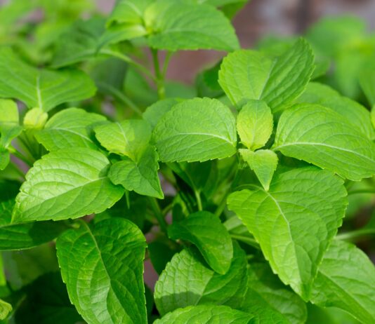 Estratti naturali antiage e depigmentanti per nutricosmetici Estratti naturali antiage e depigmentanti per nutricosmetici