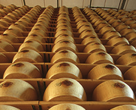 Evoluzione dei peptidi del Parmigiano Reggiano durante l’invecchiamento