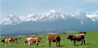 Caratteristiche di un esopolisaccaride utilizzato come sostitutivo della frazione grassa