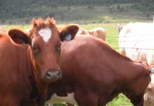 Il territorio incide sul latte?