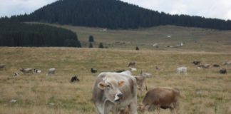 Un allevamento di bovine da latte in alpeggio