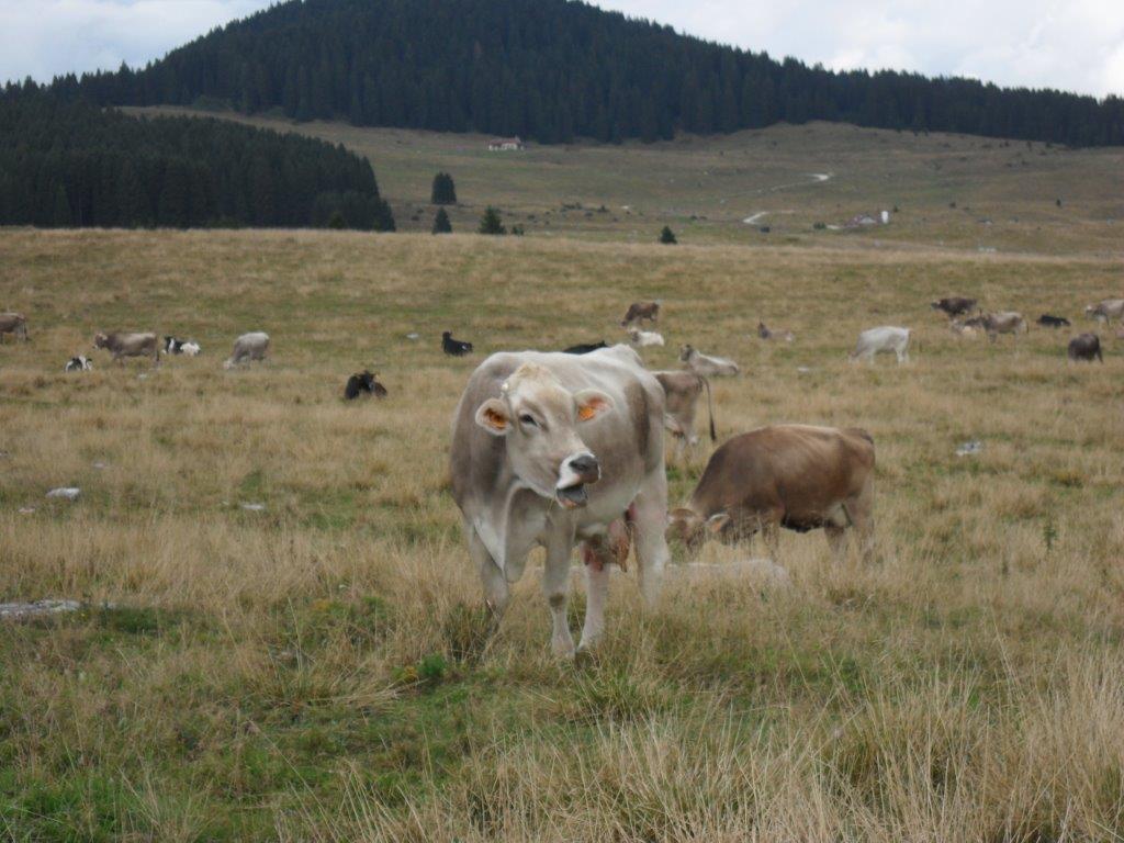 Un allevamento di bovine da latte in alpeggio