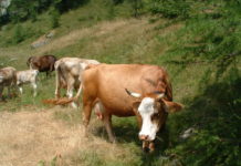 La razza bovina influisce sulla composizione botanica di un pascolo