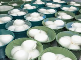 Latte di bufala senza requie