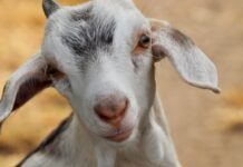 Adulterazione con latte vaccino di formaggi da latte di altre specie