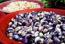 Nuovi prodotti arricchiti in derivati dei legumi