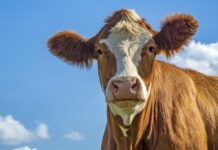 Benessere animale nella filiera lattiero-casearia