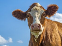 Effluenti zootecnici: nuove disposizioni in Lombardia