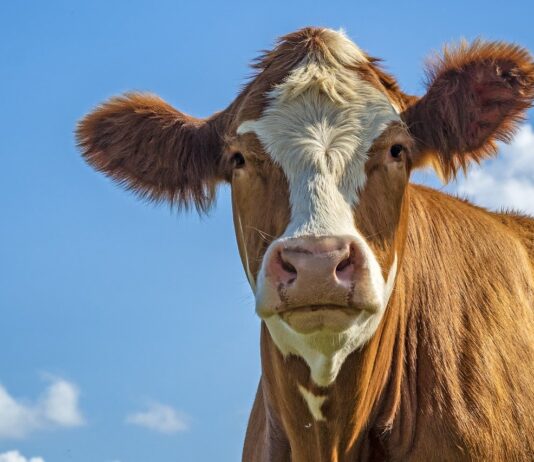 Benessere animale nella filiera lattiero-casearia