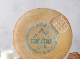 Forma di formaggio Fontina