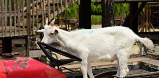capra