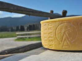 Forma di Asiago DOP prodotto della montagna