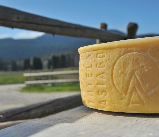 Forma di Asiago DOP prodotto della montagna
