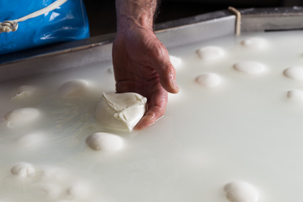 Mozzarella Bufala Campana: allarme costi di produzione che potrebbero determinare un ritocco dei listini nelle prossime settimane