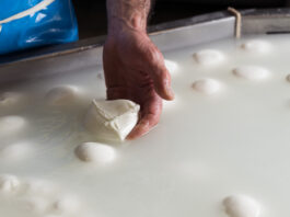 Mozzarella Bufala Campana: allarme costi di produzione