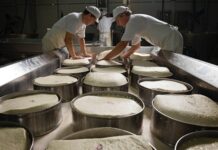 Latte cooperativo: il futuro è nell’aggregazione